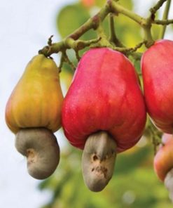 hạt điều là gì