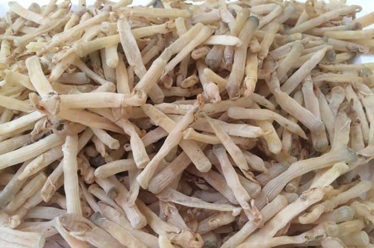 cách chế biến sá sùng khô